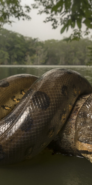 Anaconda, Wild snake lake, Reptiles , Huawei Mate 10 HD phone wallpaper