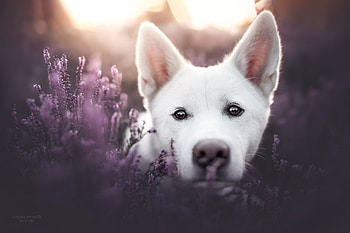 swiss shepherd HD wallpaper