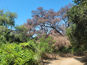 Hiking in Greater San Diego County Landscape graphy, forest, Southern California, California, landscape, hiking, graphy, nature HD wallpaper