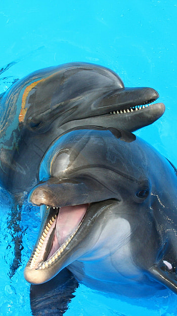 Playful friends, Dolphins having fun, for , High-quality visuals HD phone wallpaper