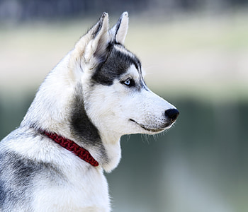 Husky, dog, muzzle, white HD wallpaper