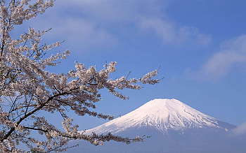 Mount Fuji, Travels, Japan, Sakura HD wallpaper
