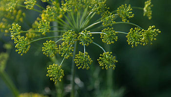 Dill spice and plant, Kotnyi's offering, Culinary seasoning, Spice rack essential HD wallpaper