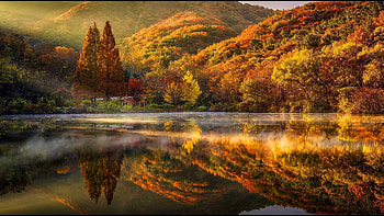 Golden autumn, Forest, River, Tranquil, Fall HD wallpaper