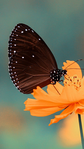 Black Butterfly, Beautiful HD phone wallpaper