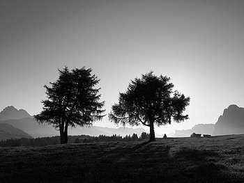 Nature, Trees, Slope, Black And White HD wallpaper