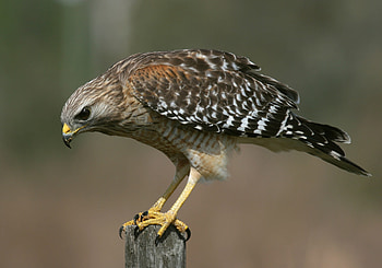 Hawk , Animal, HQ HD wallpaper