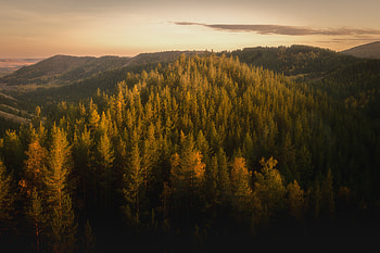 Autumn Forests Of The Nurali Hills , autumn, forest, nature, trees HD wallpaper