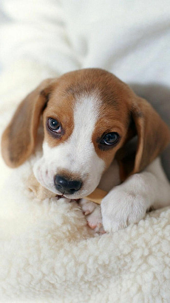 Beagle, Beagle puppies , Zoey Johnson HD phone wallpaper