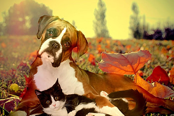cute cat and dog, dog, leavels, fall, autumn, cat HD wallpaper
