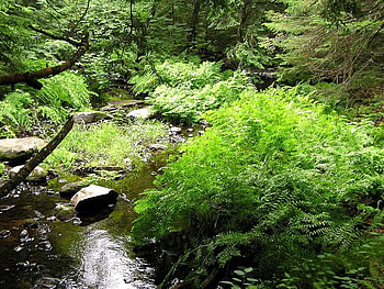In the Woods, trees, river, brush, rock HD wallpaper