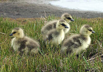 Cute Chicks, chicks, cool, cute HD wallpaper