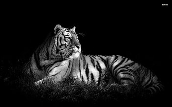 Page background black and white design joy studio design gallery - Black And White Tiger HD wallpaper