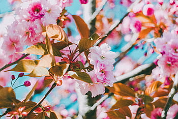 Beautiful cherry blossoms blooming in spring with bright pink flowers and green leaves. HD wallpaper