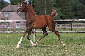 Arabian Foal, sweety, horses, animals, arabian, foal, nature, pony HD wallpaper