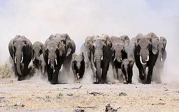 Animals, Sand, Elephants, Dust, Lot, Run Away, Run HD wallpaper