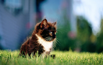Animals, Cats HD wallpaper