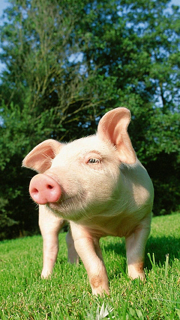 Cute pig , Baby pigs delight, Charming snouts, Playful oinks HD phone wallpaper