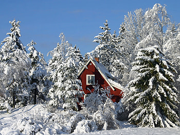 Sweden travels, Winter , Nature's tranquility, Wildlife encounters HD wallpaper