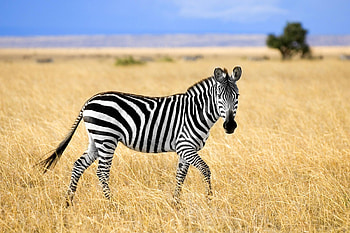 Vacation for wildlife conservation, Zebra and whale graphy, Environmental awareness, Conservation efforts HD wallpaper