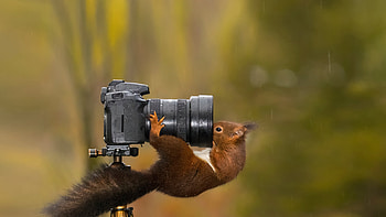 Squirrel looking into the lens of a camera, Animal, squirrel HD wallpaper