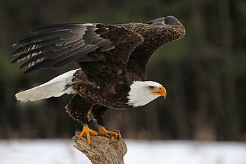 Bald Eagle, City's newest pet, Rover's companion, Interesting story HD wallpaper