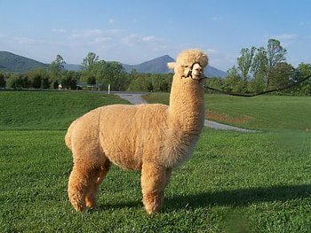 Animals, Washington, 2015, Llama, Lama, Arizona HD wallpaper