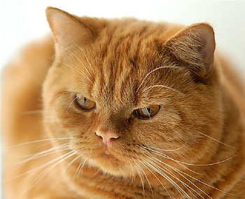 Mouser? Me?, animal, fur, whiskers, cat, feline, ginger HD wallpaper