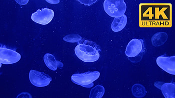 Best 25+ Aquarium screensaver ideas only on Pinterest | Fish screensaver, Screensaver and Pretty fish HD wallpaper