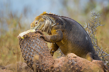 Animals, Reptile, Big Lizard, Monitor Lizard, Varan HD wallpaper