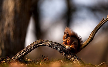 Animals, Squirrel HD wallpaper