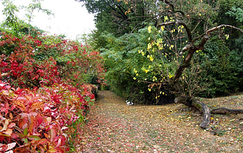 very usefull dog , trees, path HD wallpaper