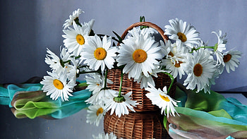 Plants, Flowers, Camomile HD wallpaper