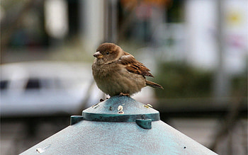 Animals, Feather, Bird, Sit, Sparrow, Small HD wallpaper
