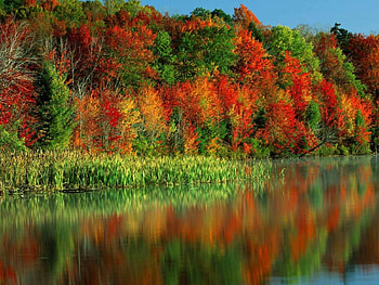 Plants, Water, Trees, Autumn HD wallpaper
