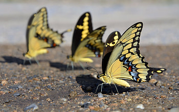 Butterflies, animal, insect, yellow HD wallpaper