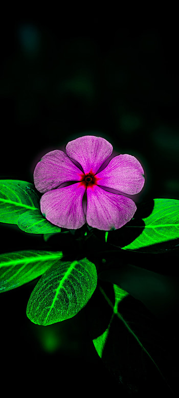 Flower and dark, orange, beautiful, colour, flowers, pink, petal, terrestrial_plant, white, romantic, peta HD phone wallpaper