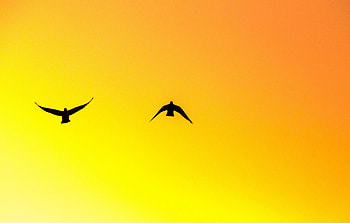 Birds, pair, sky, sunset, silhouette HD wallpaper
