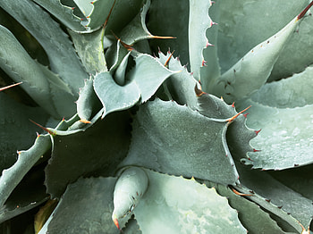 Flowers, Leaves, Plant, Prickles, Thorns HD wallpaper
