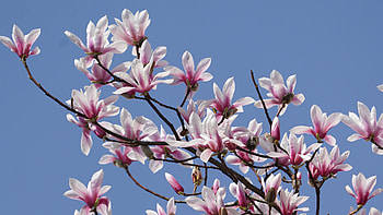 Magnolia Tree, 145 HD wallpaper