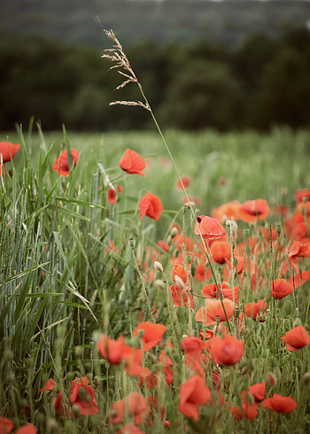Flowers, Grass, Poppies, Ear, Wildflowers HD phone wallpaper