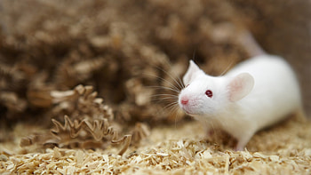 Inflamed mouse lung, Lipopolysaccharide, Acute inflammation, Research HD wallpaper