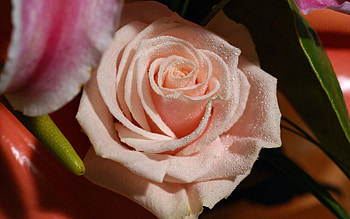 Plants, Flowers, Roses HD wallpaper