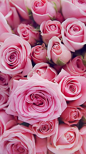 Light Pink, Roses HD phone wallpaper