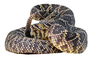 Largest diamondback rattlesnake, Record-breaking size, Wildlife discovery, Astonishing find HD wallpaper