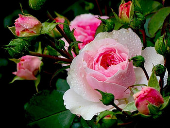 Flowers, Roses, Drops, Close-Up, Freshness, Buds HD wallpaper