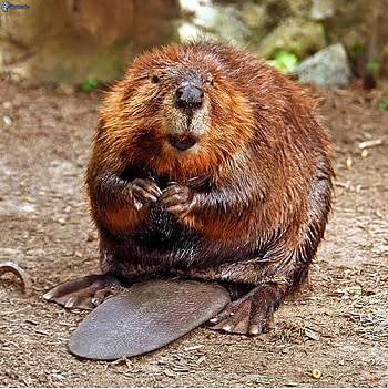 The American, Beavers HD phone wallpaper