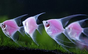 Angelfish, Genetically Engineered, Pterophyllum, Taiwan HD wallpaper