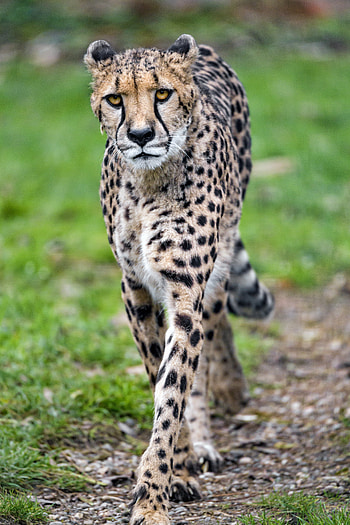 Animals, Cheetah, Muzzle, Predator, Big Cat HD phone wallpaper