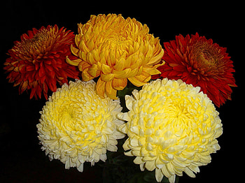 Gorgeous chrysanthemums, nature , Cool chrysanthemum , Stunning floral backdrop HD wallpaper